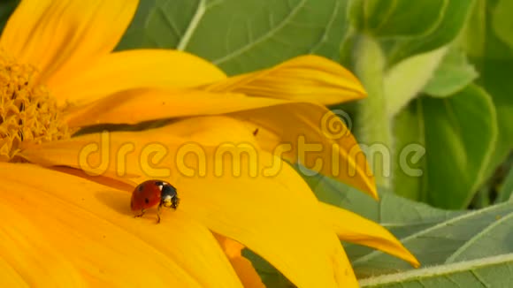 黄色向日葵上的红色瓢虫视频的预览图