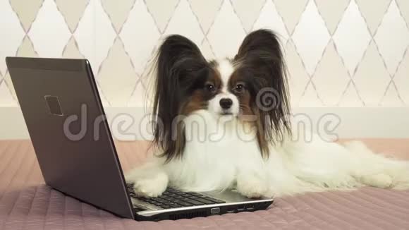 帕皮龙狗躺在笔记本电脑附近躺在床上的股票录像里视频的预览图