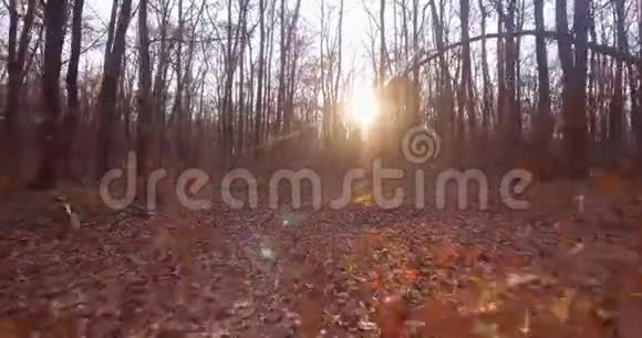 在落叶的秋林散步视频的预览图