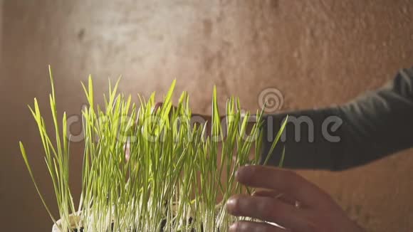 雄性手抚摸着绿色的草叶动作要慢一点视频的预览图