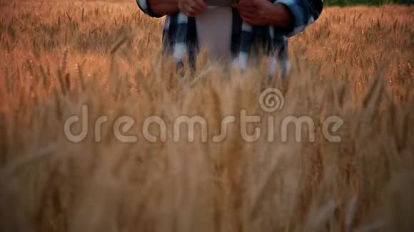 成年农民在日落时在麦田使用便携式平板电脑使用专门的应用程序现代农业概念视频的预览图