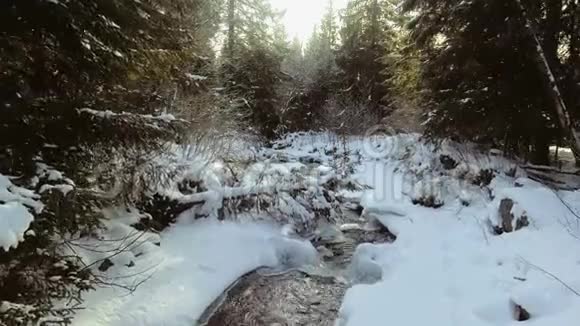 冬天的雪景有许多松树被雪覆盖的山丘视频的预览图