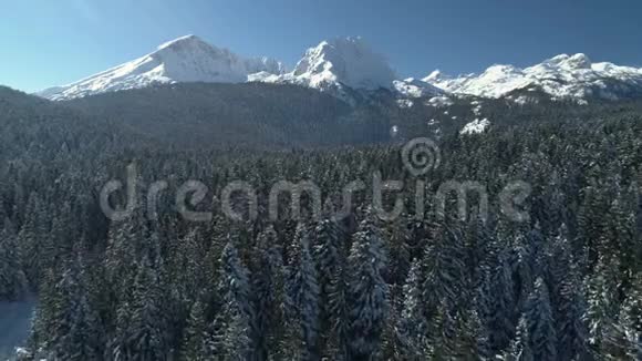 飞越白雪覆盖的云杉森林背景是群山视频的预览图