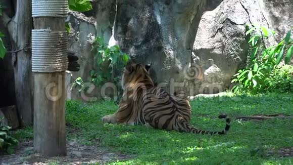 一只成年老虎转过头看着躺在大自然的栖息地视频的预览图