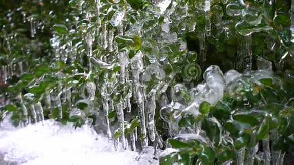 春天灌木丛叶子上的冰柱视频的预览图