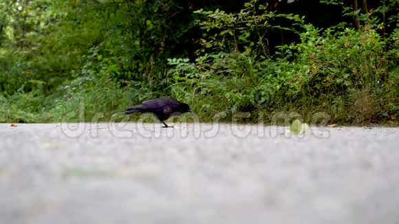 黑鸦走在鹅卵石上正在寻找食物视频的预览图