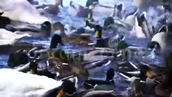 湖上有很多鸭子视频的预览图
