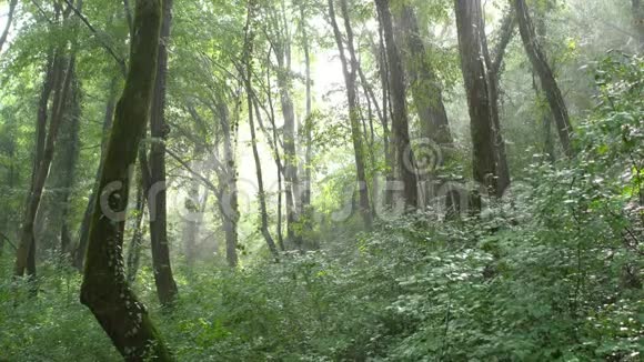 阳光透过热带雨林照耀着野生热带公园视频的预览图