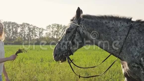 年轻漂亮的女孩正在草地上喂一匹灰色的马慢动作视频的预览图
