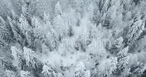俄罗斯北部冬季森林上空的空中飞行视频的预览图