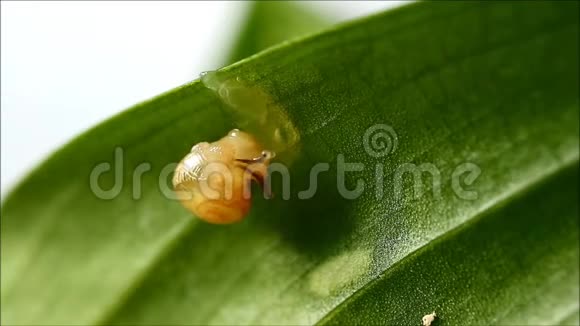 小蜗牛慢慢地在绿叶上吃黄瓜片视频的预览图