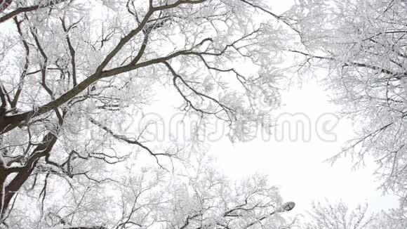 冬季景观白雪覆盖的树枝在多云的天空背景下视频的预览图
