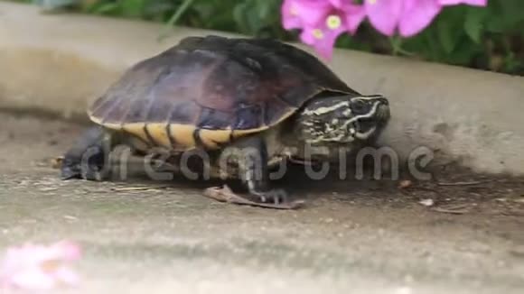 马来西亚蜗牛吃Terapin在花园里散步视频的预览图