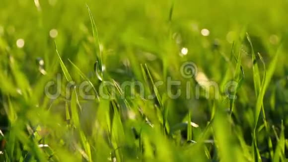 模糊的背景草地在日落背景特写自然环境的概念视频的预览图