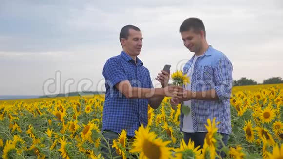 两名农民男子在智能手机上创业拍照探索在田间慢动作地观察向日葵作物视频的预览图
