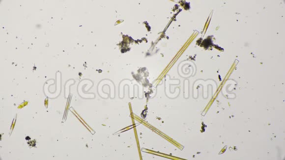 4k显微镜下的淡水硅藻视频的预览图