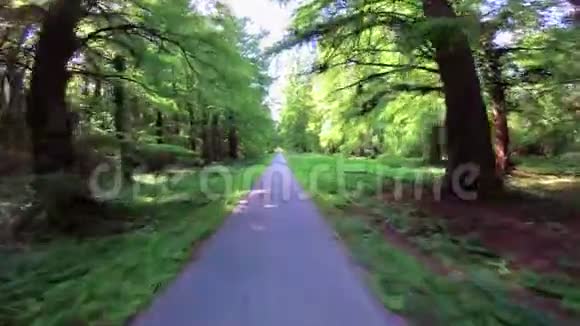 在匈牙利的赫维兹小镇一条有大树的自行车道秃柏视频的预览图
