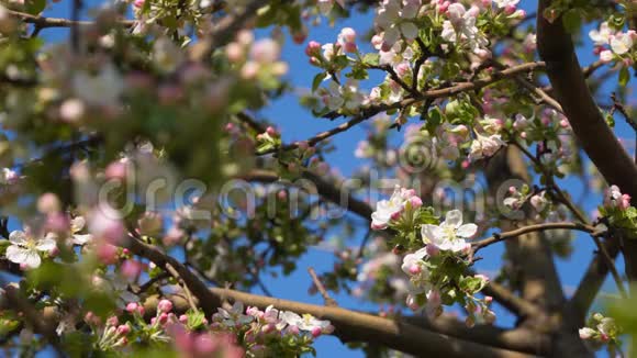 一棵开着花的苹果树上开着粉红色的花视频的预览图