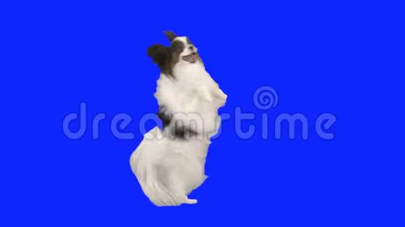 帕皮龙狗用它的后腿跳舞用蓝色的hromakey慢动作股票录像视频的预览图