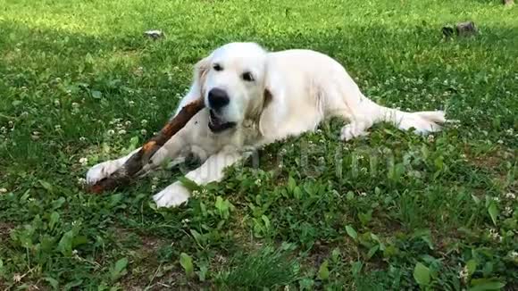 宠物的幸福生活有食欲的金毛猎犬在花园里啃魔杖慢动作视频的预览图