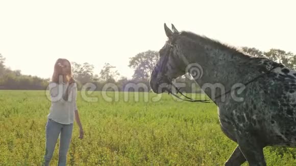 年轻漂亮的女孩正在草地上喂一匹灰色的马慢动作视频的预览图