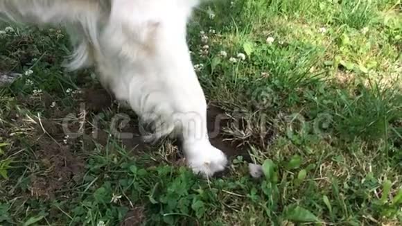 宠物的幸福生活一只金毛猎犬正在花园里挖地慢动作视频的预览图