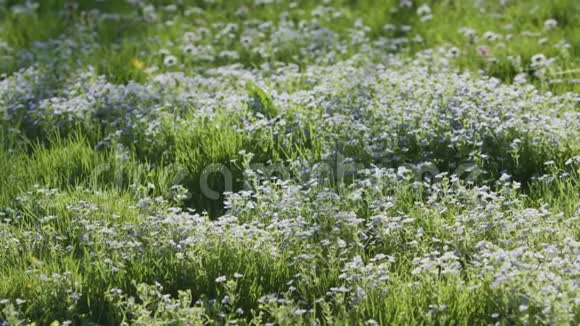 碧草碧花背景视频的预览图