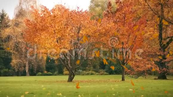 秋天的树叶落在草地上背景视频的预览图