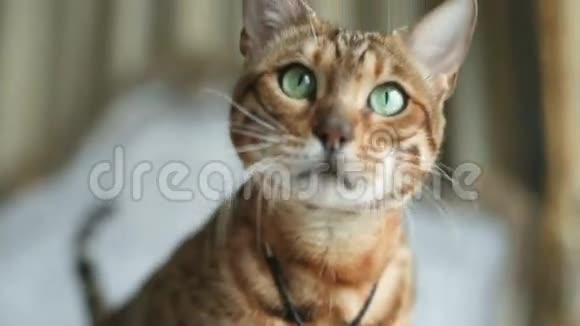 有绿色眼睛的孟加拉猫视频的预览图