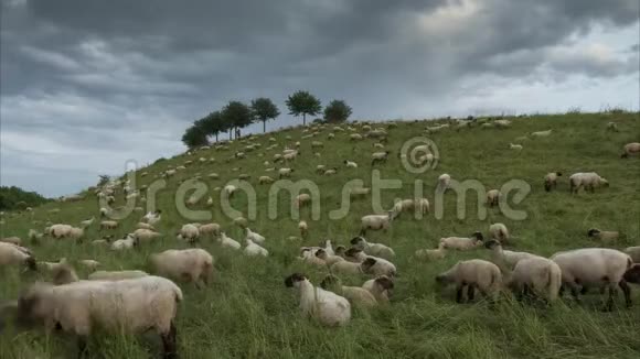 那群羊傍晚在汉诺威郊区放牧下萨克森德国时光流逝视频的预览图