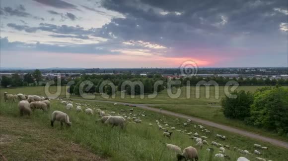 那群羊傍晚在汉诺威郊区放牧下萨克森德国时光流逝视频的预览图