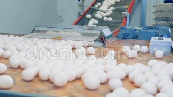 女员工在工厂传送带上分拣鸡蛋4K视频的预览图