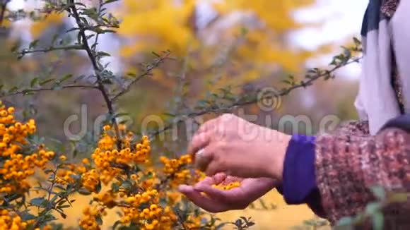 沃曼触摸成熟的黄色山楂视频的预览图