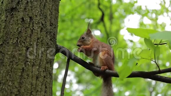 红松鼠在树上吃坚果实时行动视频的预览图
