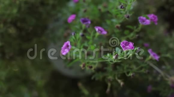 紫罗兰的花和绿叶在风中摇曳视频的预览图