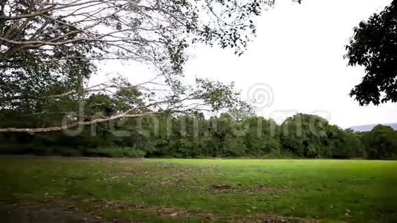 国家公园中枝叶茂盛的大树视频的预览图
