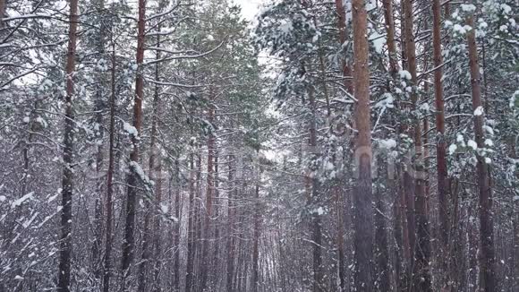 又雪又冷的冬林视频的预览图