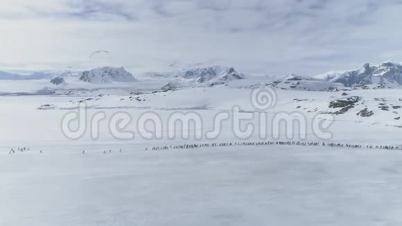 企鹅群迁徙北极鸟瞰图视频的预览图