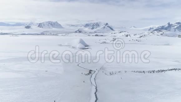 企鹅群迁徙北极鸟瞰图视频的预览图