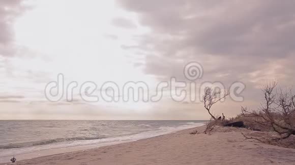 枯枝上海岸秋空海滩视频的预览图