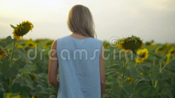 在一片向日葵的田野里走着一个穿着蓝色裙子面目全非的金发女人慢镜头视频的预览图