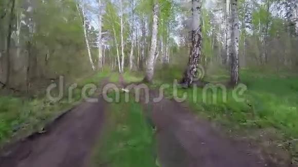 树林里的路时光流逝视频的预览图