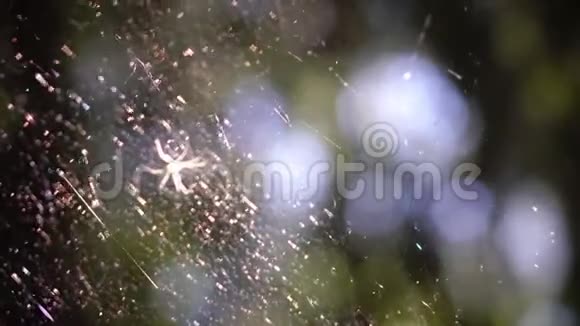 在明亮的阳光下蜘蛛在网上聚焦视频的预览图