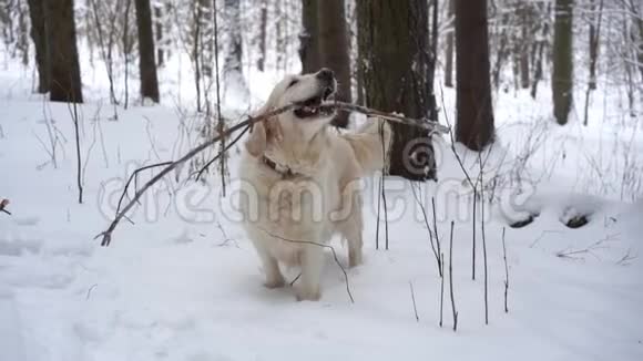 大自然中的宠物一只美丽的金毛猎犬在冬天白雪覆盖的森林里啃着棍子视频的预览图