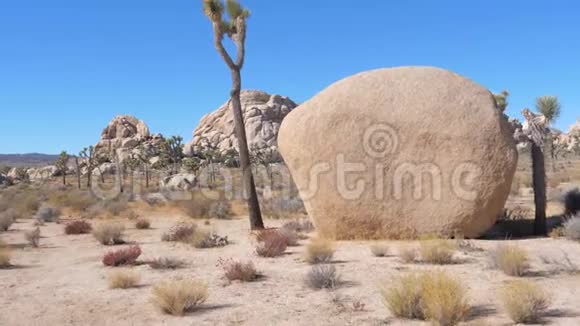 乔舒亚树仙人掌巨大的巨石穿过桑迪莫哈夫沙漠视频的预览图