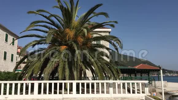 梅尔金镇长廊棕榈树视频的预览图