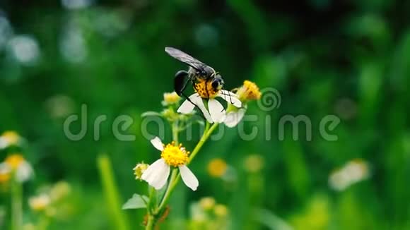 黑蜂采集花粉视频的预览图