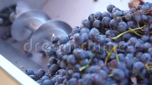 酿酒葡萄酒生产榨葡萄汁视频的预览图