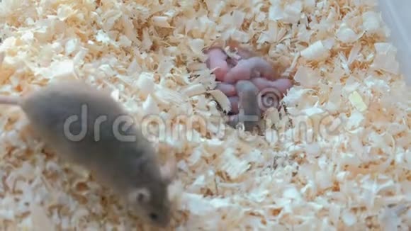新生的小老鼠在巢里看不见妈妈视频的预览图