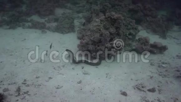 巨鳗鱼金丝胸在红海中非常常见视频的预览图